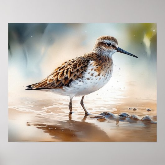 Poster Sandpiper Bird Art Imprimer l'affiche (Devant)