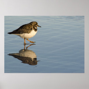 Poster Sandpiper on Water Print