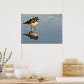 Poster Sandpiper sur l'eau (Cuisine)