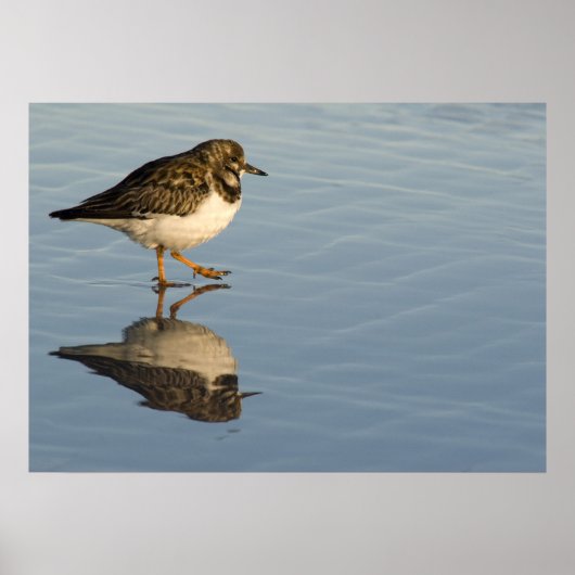 Poster Sandpiper sur l'eau (Devant)