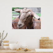 Poster Sandy La Chèvre À La Porte (Cuisine)