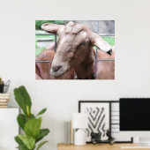 Poster Sandy La Chèvre À La Porte (Bureau à domicile)