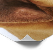 Poster Sanglage (St. Hubert Hound) avec yeux fermés, (Coin)