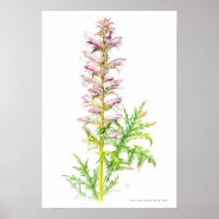 Sangsues d'ours Acanthus mollis aquarelle art