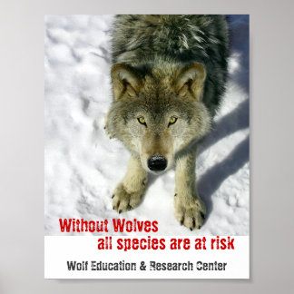 Poster sans loups