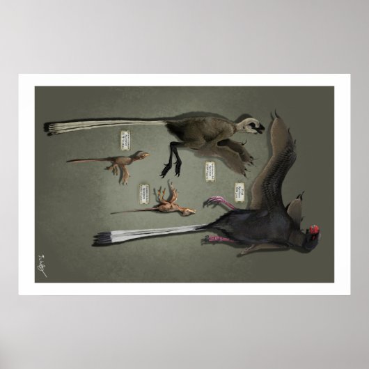 Poster Sansoriopterygides de taille de vie (Devant)