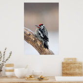 Poster Sapsucker à ventre jaune mâle (Cuisine)