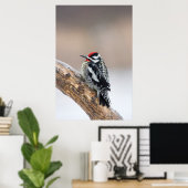Poster Sapsucker à ventre jaune mâle (Bureau à domicile)