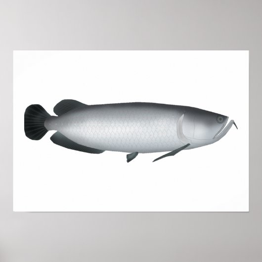 Poster Saratoga du sud (Devant)