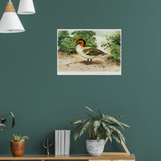 Poster Sarcelle à ailes vertes (Salon 1)