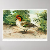 Poster Sarcelle à ailes vertes (Devant)