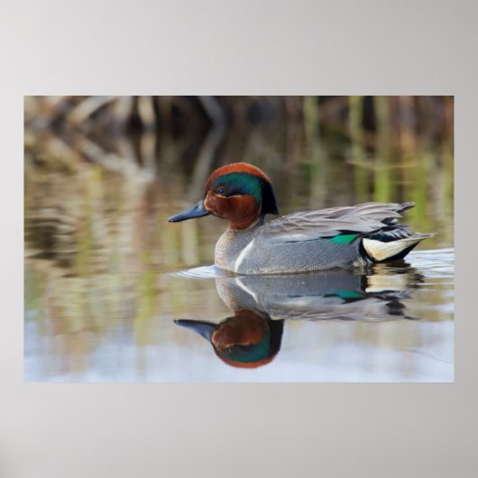 Poster Sarcelle à ailes vertes (Devant)