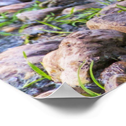 Poster Sarcelle à queue rousse (Coin)