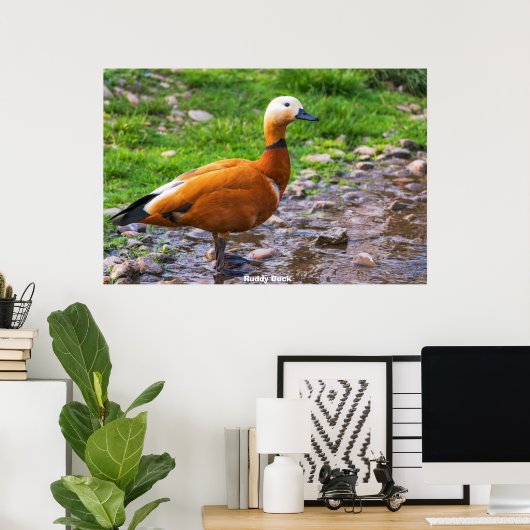 Poster Sarcelle à queue rousse (Bureau à domicile)