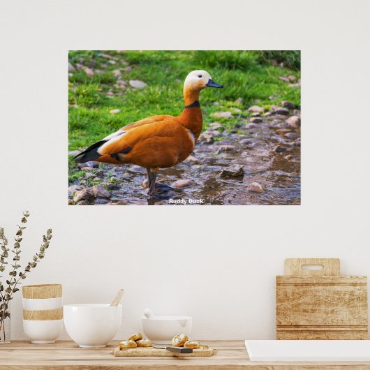 Poster Sarcelle à queue rousse (Cuisine)