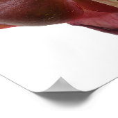 Poster Sarracenia purpurea Pitcher Fleur Plante (Coin)