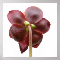 Sarracenia purpurea Pitcher Fleur Plante