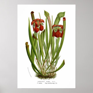 Poster Sarracenia rubra