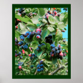 Poster Saskatoon (Devant)