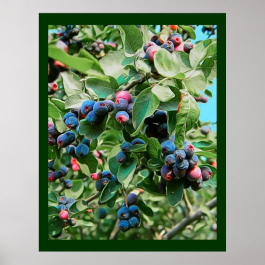 Poster Saskatoon (Devant)