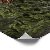 Poster sasquatch (Coin)