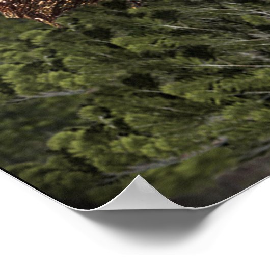 Poster sasquatch (Coin)