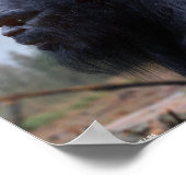 Poster sasquatch bigfoot (Coin)