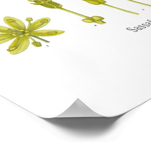 Poster Sassafras office (Coin)