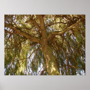 Poster Saule
