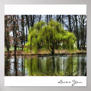 Poster Saule pleurant