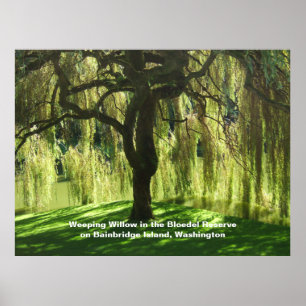 Poster Saule pleureur Bloedel Reserve Bainbridge Island