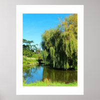 Saule plumant et lac
