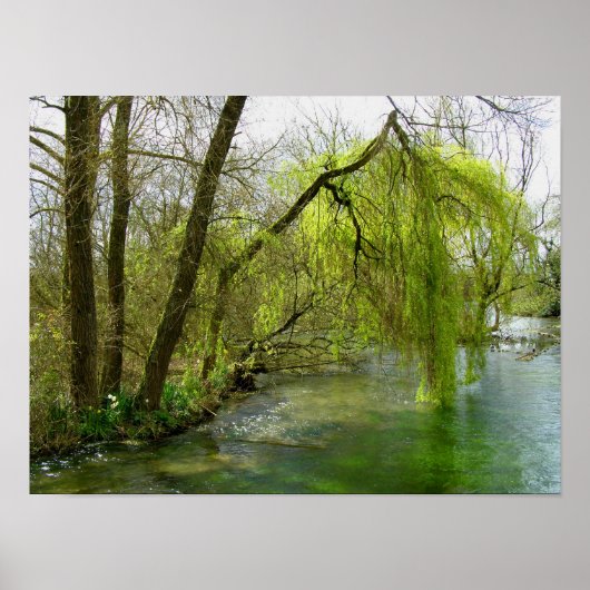 Poster Saule sur la rivière Test (Devant)