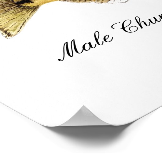 Poster Saumon (Coin)