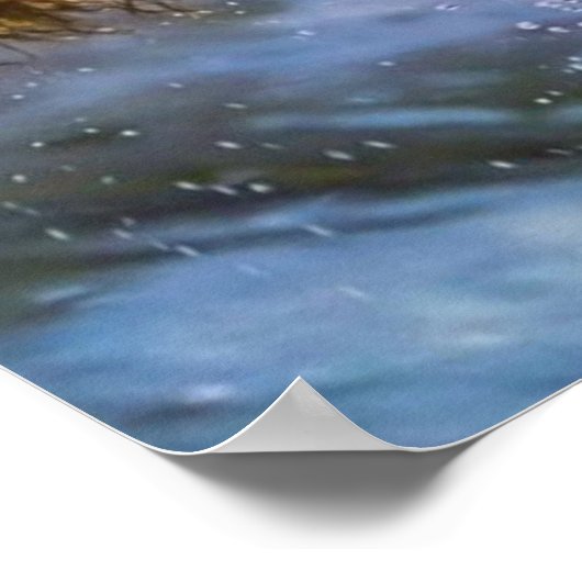 Poster Saumon à tête d'acier à captation d'ours grizzli (Coin)