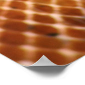 Poster saumon Boa (Coin)