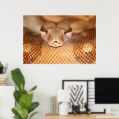 Poster saumon Boa (Bureau à domicile)