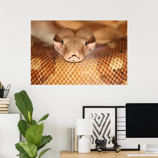 Poster saumon Boa (Bureau à domicile)