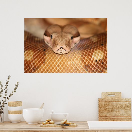 Poster saumon Boa (Cuisine)