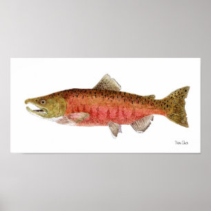 Poster Saumon Chinook en robe de frai