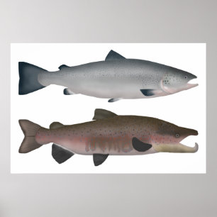 Poster Saumon de l'Atlantique - Phases océaniques et fra