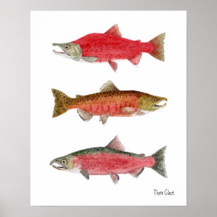 Poster saumon rouge, Chinook, Saumon coho