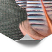 Poster Saumon Vol "Le Popham" (Coin)