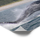 Poster Sauter la photo d'une baleine (Coin)