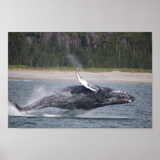 Poster Sauter la photo d'une baleine (Devant)