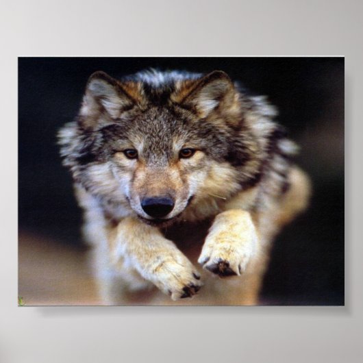 Poster Sauter le loup (Devant)