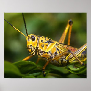 Poster Sauterelle, Parc national des Everglades, Floride,