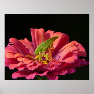 Poster Sauterelle sur Zinnia