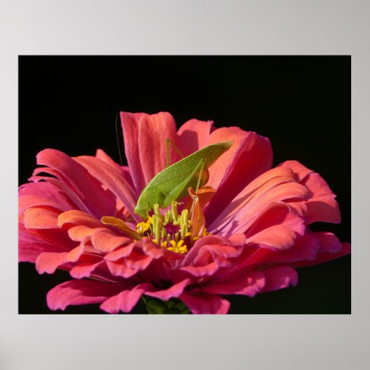 Poster Sauterelle sur Zinnia (Devant)