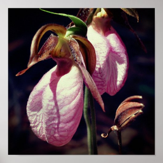 Poster Sauvage rose Lady Slipper Orchid Pair Fermer (Devant)